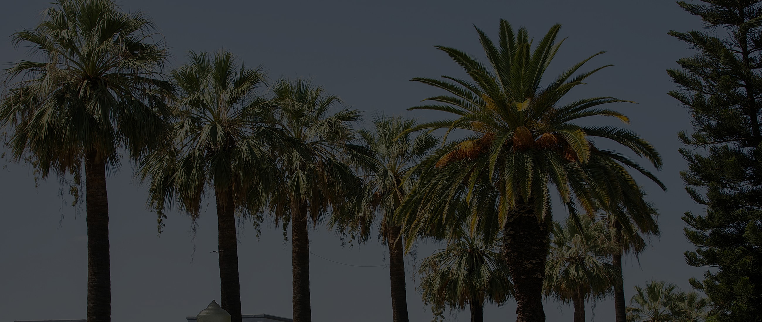 Palm trees against a clear blue sky.